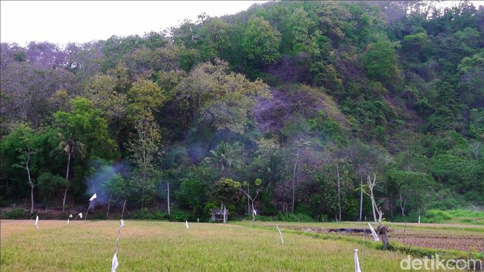Kawanan Monyet di Lumayang Turun Gunung Kawanan Monyet di Lumayang Turun Gunung