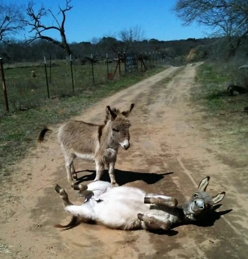 Momen aneh google street view