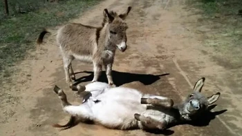Keledai paling lucu yang terekam kamera Google. Foto: Sisi Terang