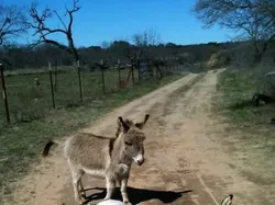 Momen Aneh yang Terekam Mobil Google