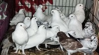 Nora bersama relawan lainnya menyelamatkan kambing, anjing, hingga beragam jenis burung.  