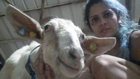 Nora Lifshitz duduk di samping seekor kambing yang diselamatkan di dekat perbatasan Israel-Gaza di Israel Selatan, Selasa (24/10/2023).  