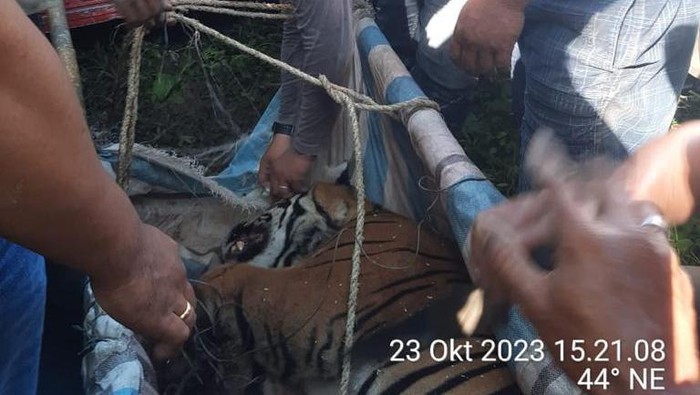 Petugas mengevakuasi harimau Sumatera yang terjerat perangkap babi di Simalungun. (Istimewa)