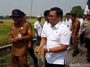 Cek Produksi Beras di Tengah El Nino, Plt Mentan Panen Padi di Karangwuni