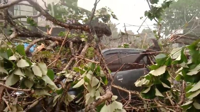 Pohon tumbang di Kota Bogor (Bahtiar/detikcom)