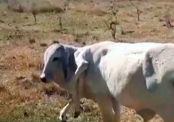 Sapi aneh