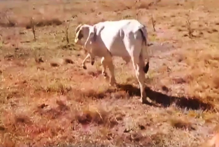 Sapi aneh