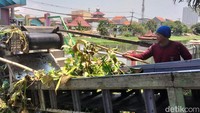 Petugas memilih sampah eceng gondok dari Sungai Kalisari Damen. Kemudian di bawa ketempat  pembuangan akhir.