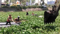 Alat berat milik dinas PU Bina Marga dan Pematusan juga ikut diterjukan, untuk proses percepatan pembersihan eceng gondok.