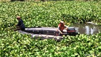 Petugas gabungan mulai satgas pemtusan BPBD dan Dinas Lingkungan Hidup mulai melakukan proses pembersihan eceng gondok.