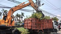 Belasan truk juga dikerahkan untuk mengangkut eceng gondok yang telah dibersihkan dari Sungai Kalisari Damen.