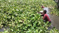 puluhan petuas di sebar di sejumlah titik untuk membersihkan eceng gondok yang penuhi Sungai Kalisari Damen, Mulyorejo.