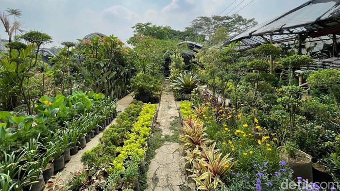 Toko tanaman hias Aura Flora milik Ibu Nung di Bandung.