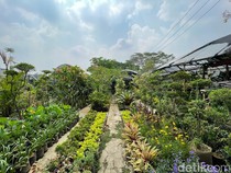 Pasang Surut Bisnis Tanaman Hias di Bandung
