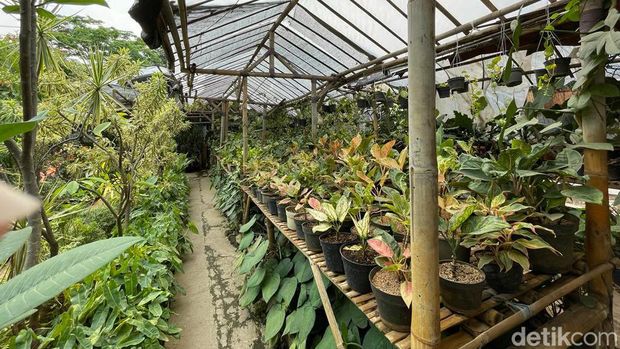 Toko tanaman hias 'Aura Flora' milik Ibu Nung di Bandung.