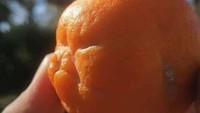 Guratan alami di jeruk ini terlihat seperti ekspresi seseorang yang sedang marah ya? Bahkan alisnya dan mulutnya naik seolah sangat marah! Foto: Grup Facebook Cursed Foodposting via Bored Panda