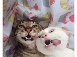 Bukti Kucing Hewan Paling Absurd dan Menghibur, Tingkahnya Ada Aja!