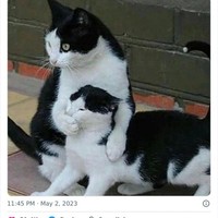 Tingkah kucing suka ada saja, deh! Ini dia beberapa bukti kalau kucing adalah hewan absurd yang suka menghibur.