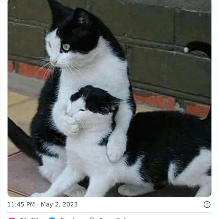 Tingkah kucing suka ada saja, deh! Ini dia beberapa bukti kalau kucing adalah hewan absurd yang suka menghibur.