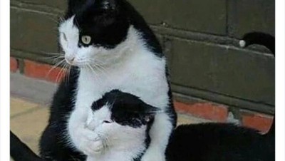 Bukti Kucing Hewan Paling Absurd dan Menghibur, Tingkahnya Ada Aja!