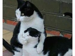 Bukti Kucing Hewan Paling Absurd dan Menghibur, Tingkahnya Ada Aja!