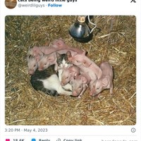 Tingkah kucing suka ada saja, deh! Ini dia beberapa bukti kalau kucing adalah hewan absurd yang suka menghibur.