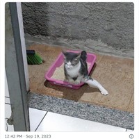 Tingkah kucing suka ada saja, deh! Ini dia beberapa bukti kalau kucing adalah hewan absurd yang suka menghibur.