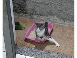 Bukti Kucing Hewan Paling Absurd dan Menghibur, Tingkahnya Ada Aja!