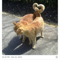 Tingkah kucing suka ada saja, deh! Ini dia beberapa bukti kalau kucing adalah hewan absurd yang suka menghibur.