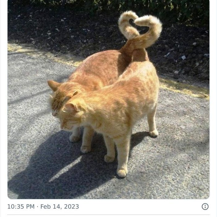 Bukti Kucing Hewan Paling Absurd dan Menghibur, Tingkahnya Ada Aja! Tingkah kucing suka ada saja, deh! Ini dia beberapa bukti kalau kucing adalah hewan absurd yang suka menghibur.