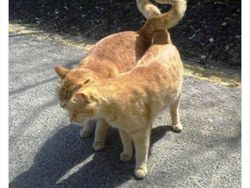 Bukti Kucing Hewan Paling Absurd dan Menghibur, Tingkahnya Ada Aja!