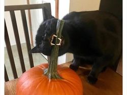 Bukti Kucing Hewan Paling Absurd dan Menghibur, Tingkahnya Ada Aja!