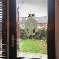 Tingkah kucing suka ada saja, deh! Ini dia beberapa bukti kalau kucing adalah hewan absurd yang suka menghibur.