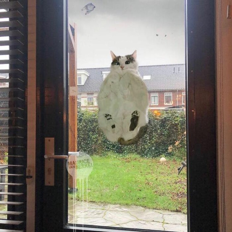Tingkah kucing suka ada saja, deh! Ini dia beberapa bukti kalau kucing adalah hewan absurd yang suka menghibur.