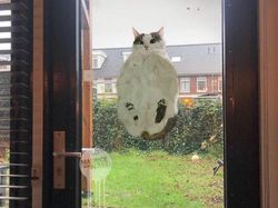 Bukti Kucing Hewan Paling Absurd dan Menghibur, Tingkahnya Ada Aja!