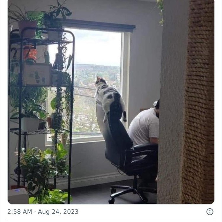 Tingkah kucing suka ada saja, deh! Ini dia beberapa bukti kalau kucing adalah hewan absurd yang suka menghibur.