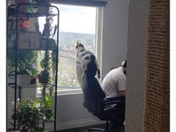 Bukti Kucing Hewan Paling Absurd dan Menghibur, Tingkahnya Ada Aja!