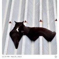 Tingkah kucing suka ada saja, deh! Ini dia beberapa bukti kalau kucing adalah hewan absurd yang suka menghibur.