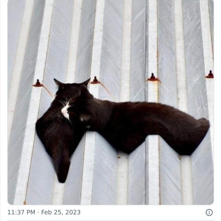Tingkah kucing suka ada saja, deh! Ini dia beberapa bukti kalau kucing adalah hewan absurd yang suka menghibur.