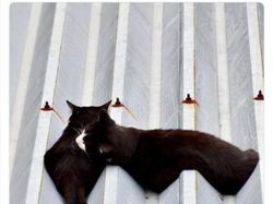 Bukti Kucing Hewan Paling Absurd dan Menghibur, Tingkahnya Ada Aja!