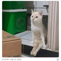 Tingkah kucing suka ada saja, deh! Ini dia beberapa bukti kalau kucing adalah hewan absurd yang suka menghibur.