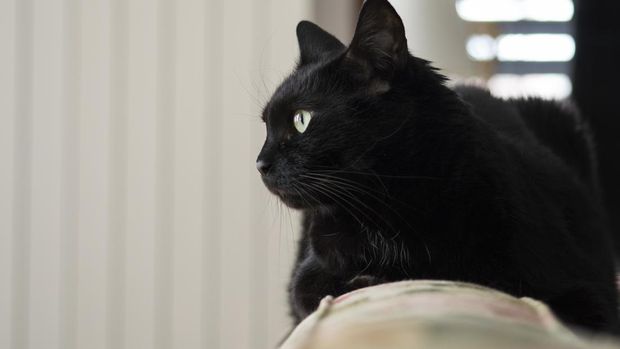Ilustrasi mitos kucing hitam.