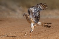 Internasional Natures Best Photography 2023