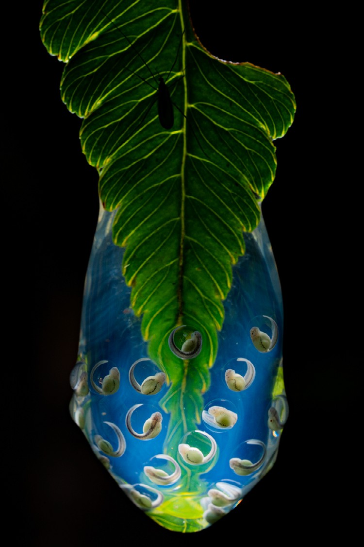 Internasional Natures Best Photography 2023