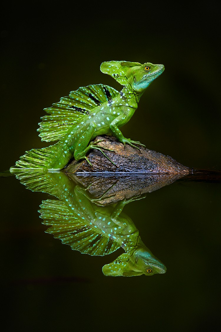 Internasional Natures Best Photography 2023