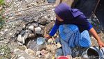Potret Kekeringan di Jombang Dampak Kemarau Panjang