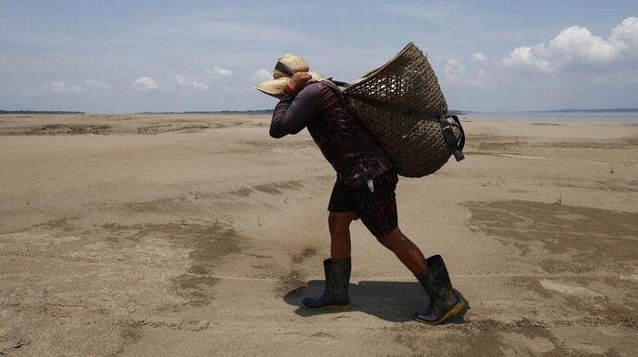 Kekeringan Parah, Sungai Amazon Berubah Jadi 'Savana' Residents of a riverside community carry food and containers of drinking water after being distributed by the state's humanitarian aid action due to the ongoing drought and high temperatures that affect the region of the Solimoes River, in Careiro da Varzea, Amazonas state, Brazil, Tuesday, Oct. 24, 2023. (AP Photo /Edmar Barros)