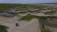 Rumput hijau tumbuh di atas pasir yang mengering.  