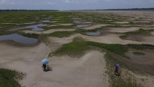 Kekeringan Parah, Sungai Amazon Berubah Jadi Savana