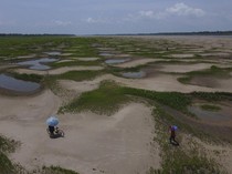 Kekeringan Parah, Sungai Amazon Berubah Jadi Savana